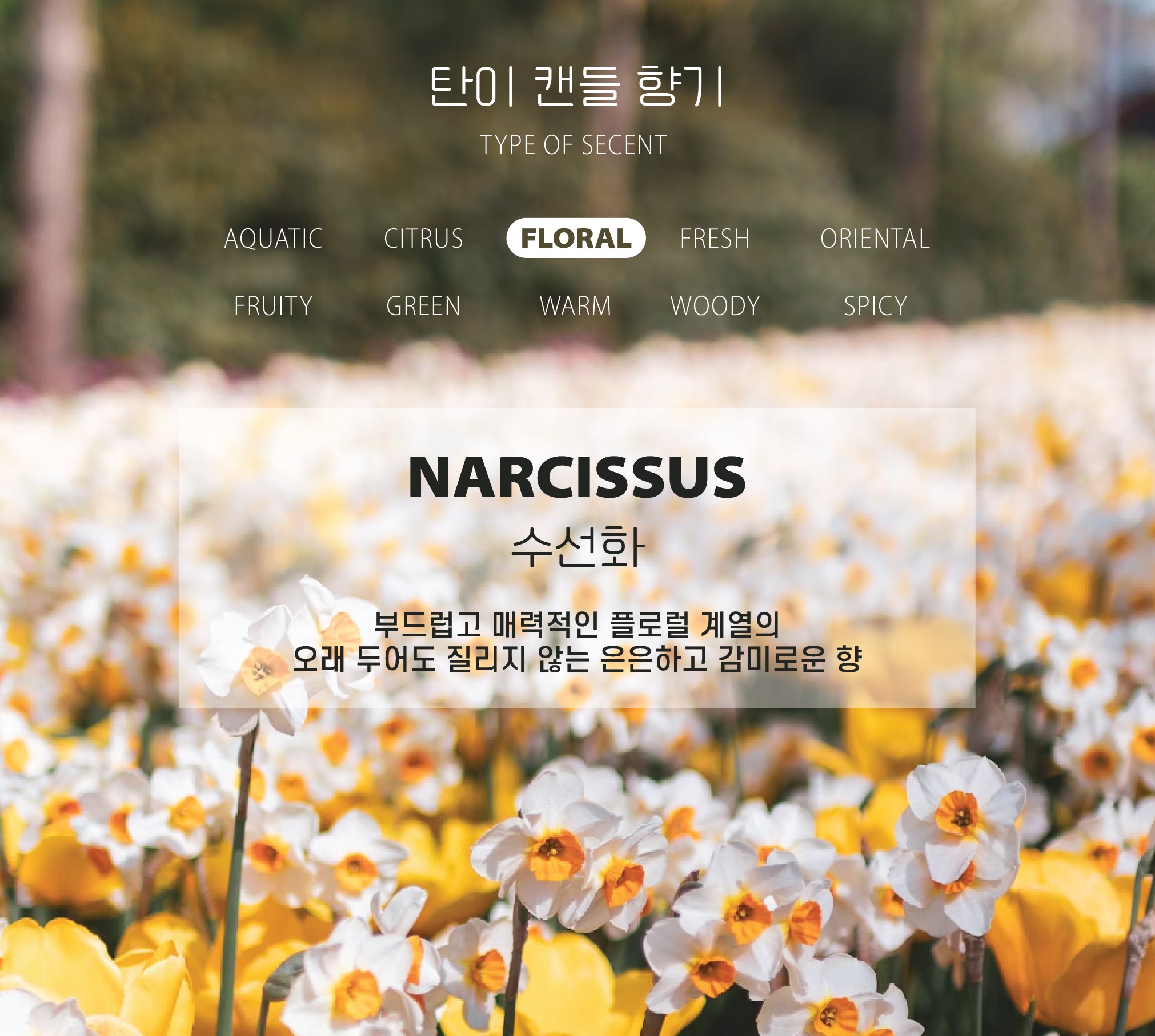 [무료 선물 포장] 천사의 날개 방향제 상세 이미지